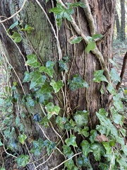 Hedera helix