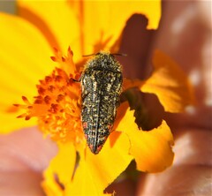 Acmaeodera rubronotata