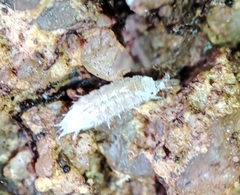 Trichoniscus pygmaeus