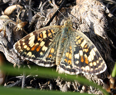 Phyciodes picta