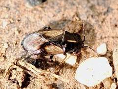 Geocoris lineolus