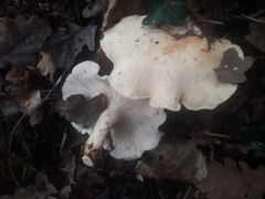 Clitocybe phyllophila