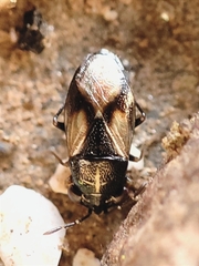 Geocoris lineolus