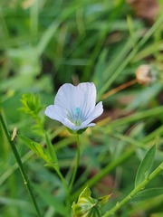 Linum bienne