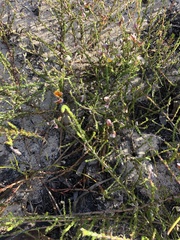 Aspalathus microphylla