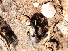 Geocoris lineolus