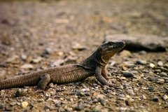 Gallotia stehlini