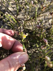 Aspalathus microphylla