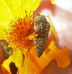 Acmaeodera rubronotata
