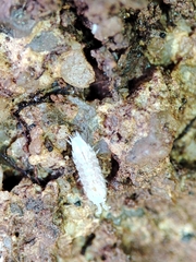 Trichoniscus pygmaeus