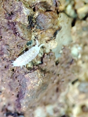 Trichoniscus pygmaeus