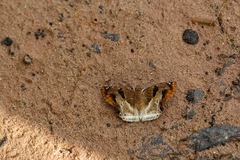 Odontoptilum angulata