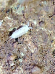 Trichoniscus pygmaeus