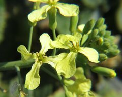 Raphanus raphanistrum