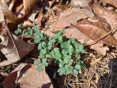 Corydalis flavula