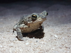 Rhinella merianae