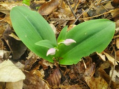 Galearis spectabilis