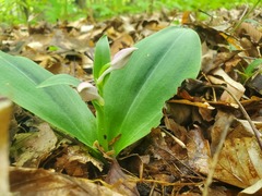 Galearis spectabilis
