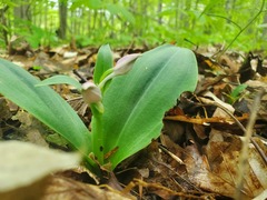 Galearis spectabilis