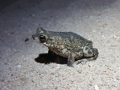 Rhinella merianae