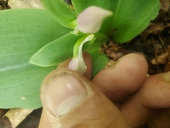 Galearis spectabilis