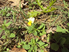 Viola tricolor