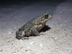 Rhinella merianae