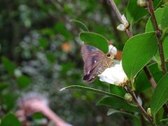 Hasora badra
