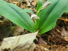 Galearis spectabilis