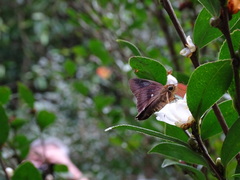 Hasora badra