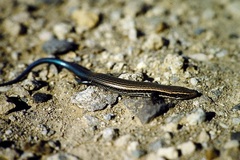 Chalcides sexlineatus