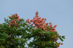 Koelreuteria bipinnata