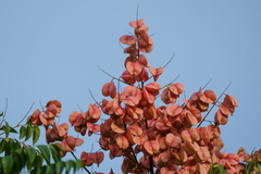 Koelreuteria bipinnata