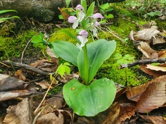 Galearis spectabilis