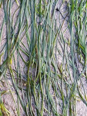 Zostera noltei