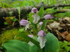 Galearis spectabilis