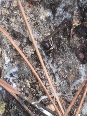 Steatoda grossa