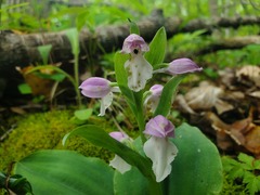Galearis spectabilis