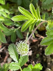 Acaena ovalifolia