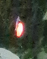 Gasteracantha quadrispinosa