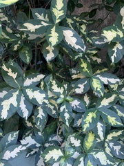 Graptophyllum