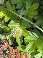 Acaena ovalifolia