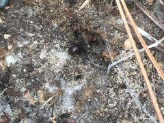 Steatoda grossa