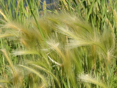 Hordeum jubatum