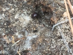 Steatoda grossa