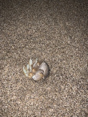 Ocypode occidentalis