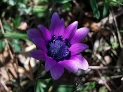 Anemone hortensis