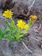 Limbarda crithmoides