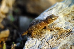 Tarentola boettgeri