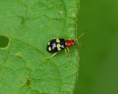 Gynandrobrotica lepida
